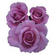 Sweetheart Roses - Blue Chip